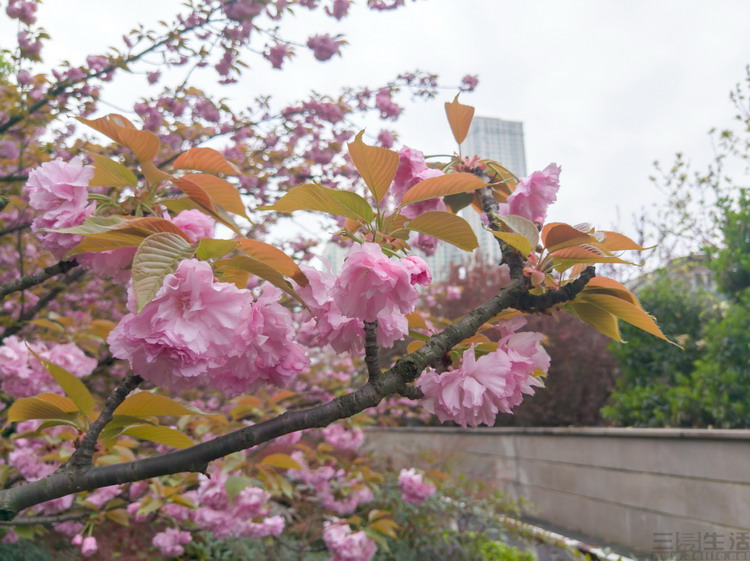 nokia9pureview音质,nokia9pureview照片处理