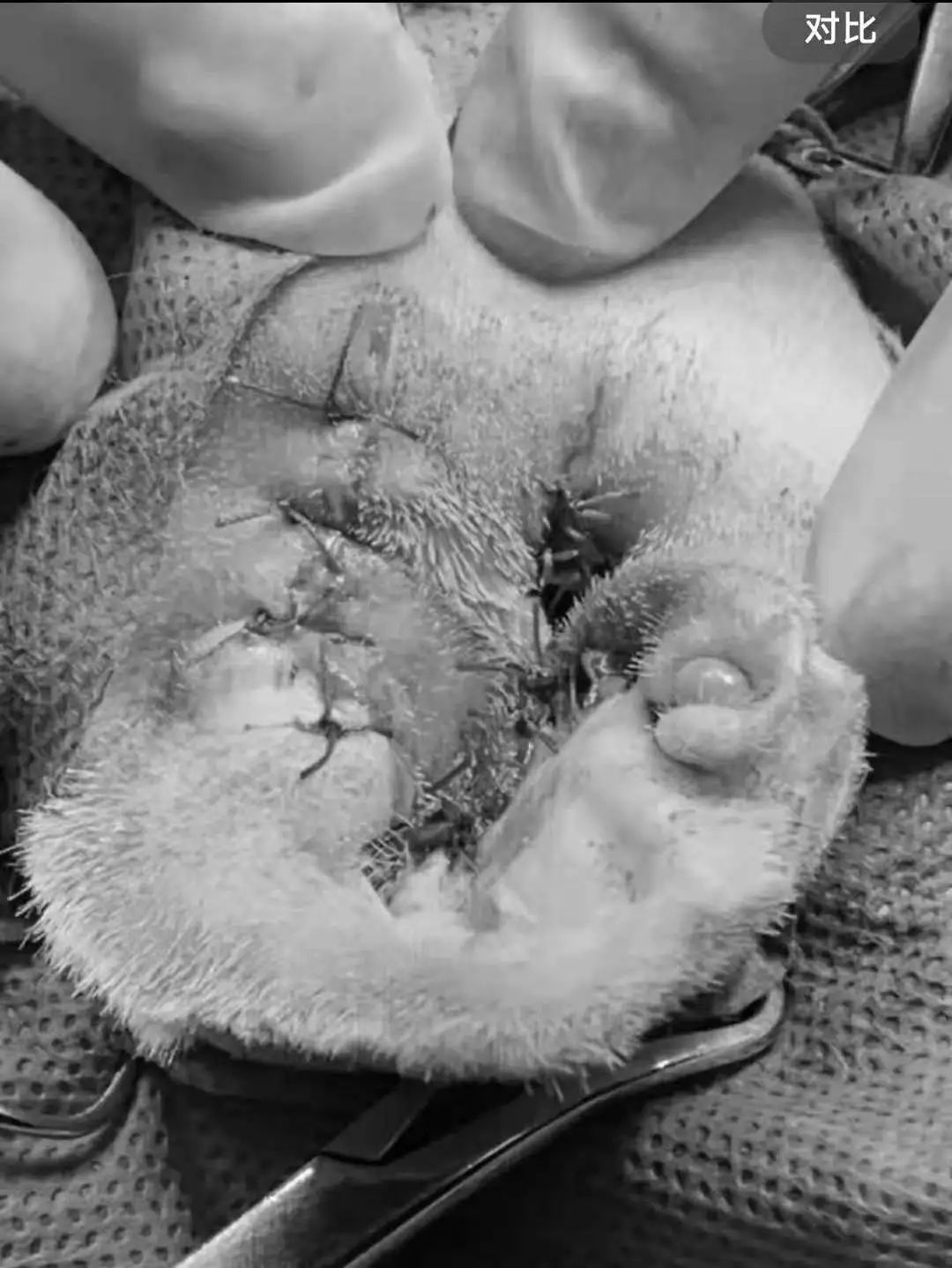 猫咪额头突然肿起来到底是什么原因导致的？你知道吗