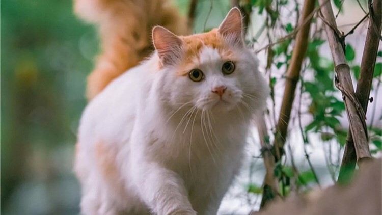 猫咪五种性格类型,猫咪有这6种表现说明你养得好