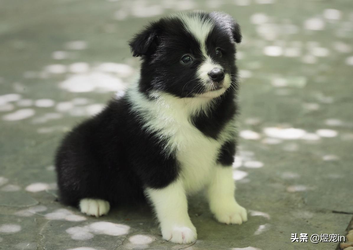 边牧肚子抓红了有疙瘩,边牧肚子长红疹子怎么治疗