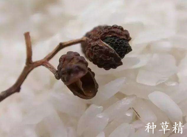 分享7种驱米虫方法,米出虫以后怎么除虫