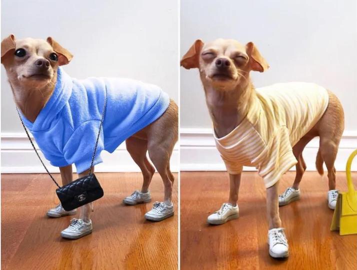 还在自嘲单身狗？快醒一醒！看看汪星人都拥有LV限量款了