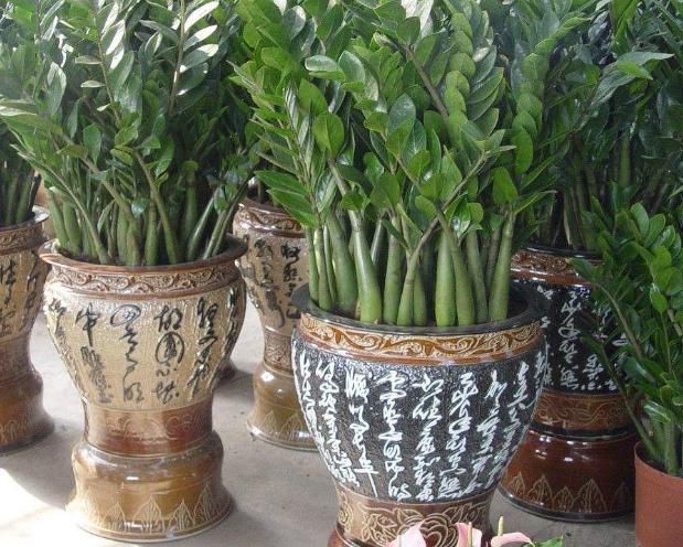 金钱树怎么养才能枝繁叶茂,金钱树怎么养才根壮叶茂