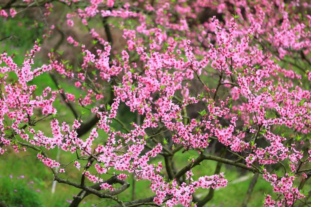 半个月后成都即将美翻全国，17处美景玩转整个春天！