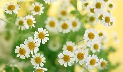 各国国花展示视频,各国国旗国徽国花