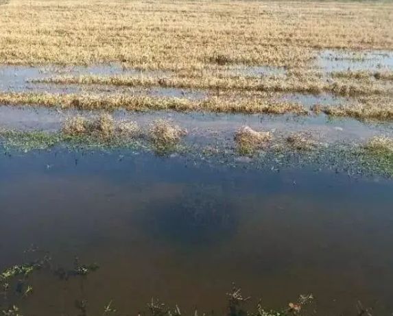 井水养殖龙虾,井水养殖淡水虾