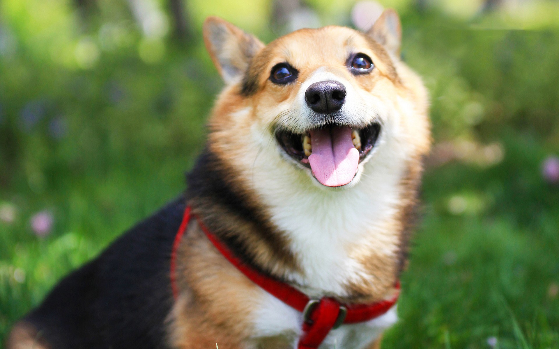 徽州宴老板娘的狗值多少钱,徽州宴老板娘到底养了多少条狗