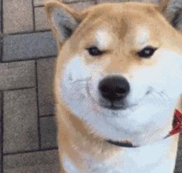 狗狗身上有肿块起脓是怎么回事,如果狗狗身上有虫子怎么办