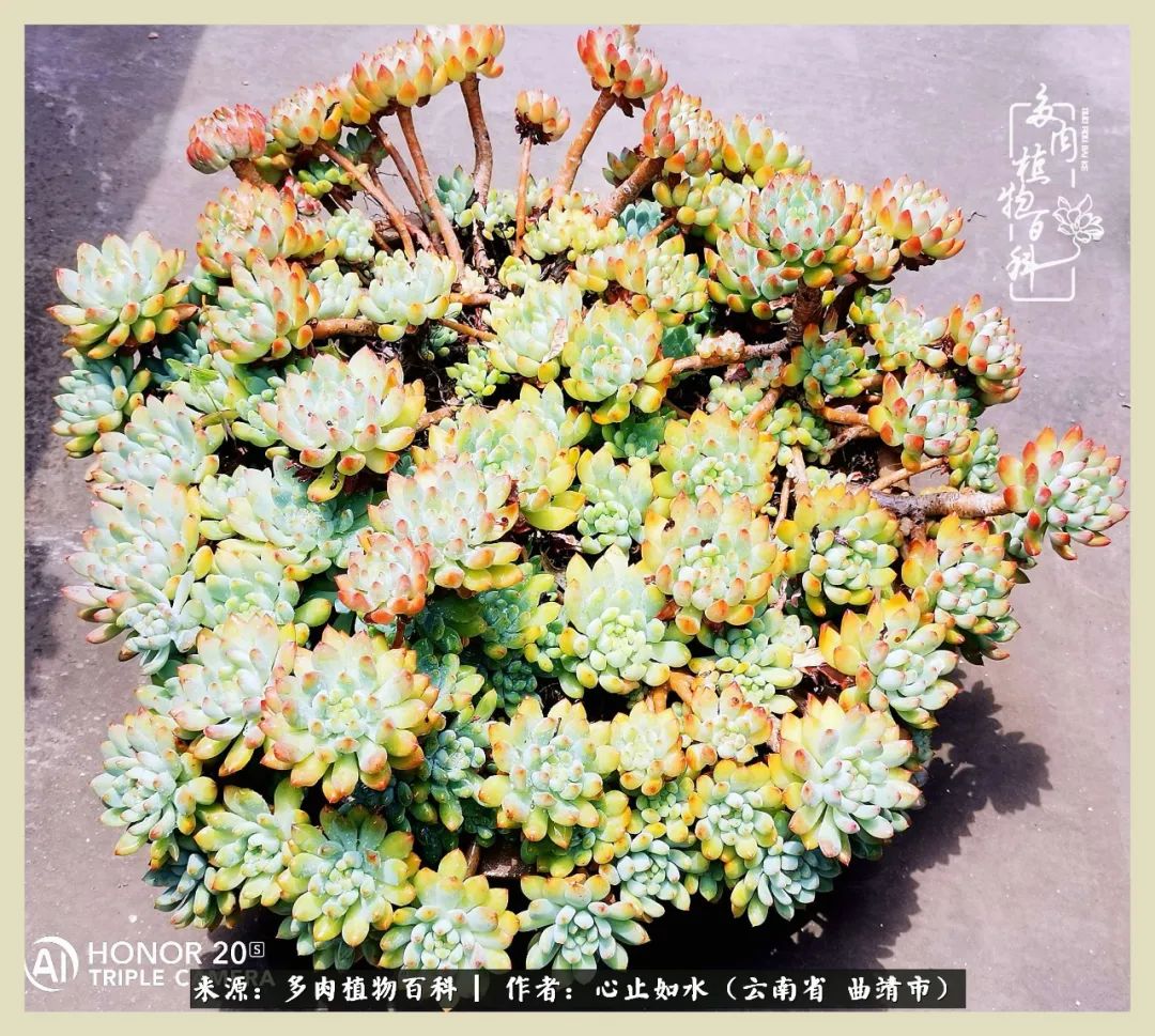 感谢陪伴感恩所有的遇见,让每个人都能感受到多肉的美好