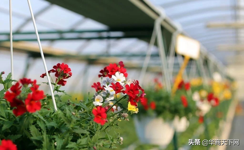 宿迁苗木为什么是神苗,宿迁神苗是真的吗