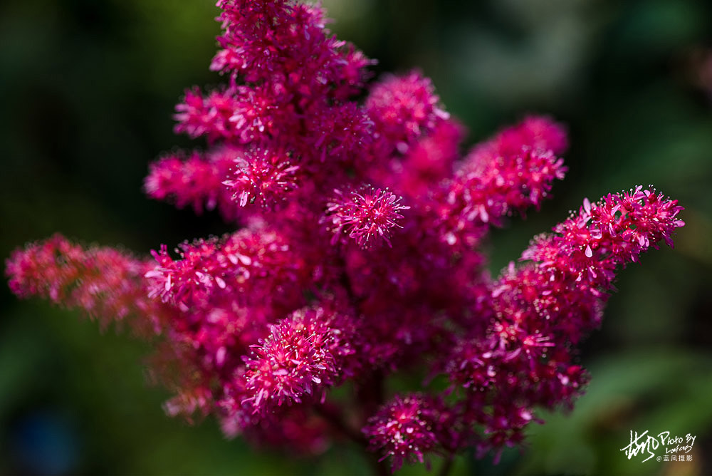 上海国际花展一览表,上海国际花展一览