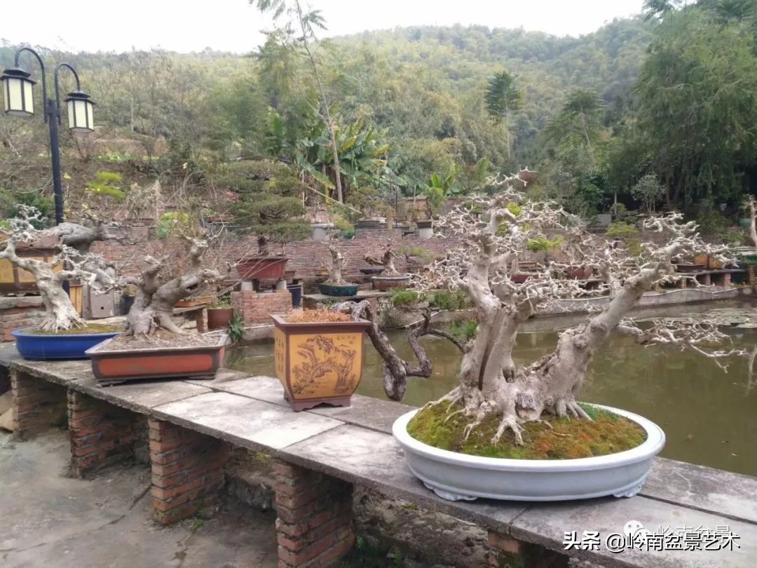 榆树盆景何时修剪最好,盆景怎样修剪最好看