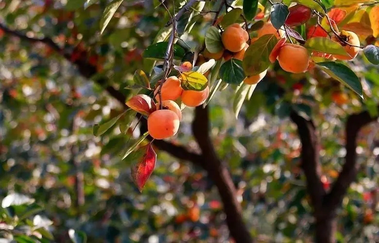 宁波适合种什么水果,宁波南洋水果