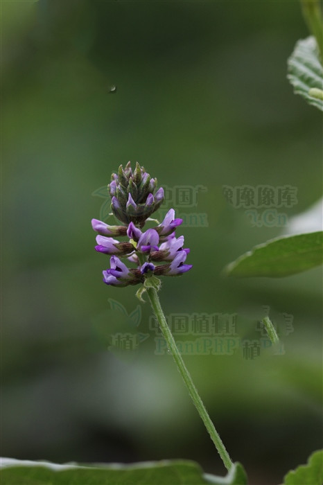 补骨脂治疗白癜风外用方法,补骨脂治白癜风是熬水还是磨粉