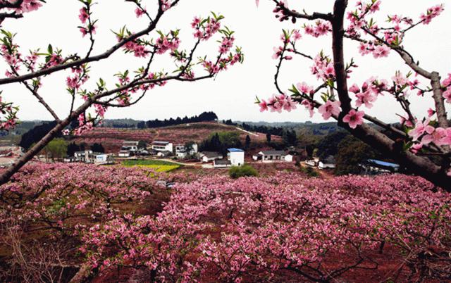 半个月后成都即将美翻全国，17处美景玩转整个春天！