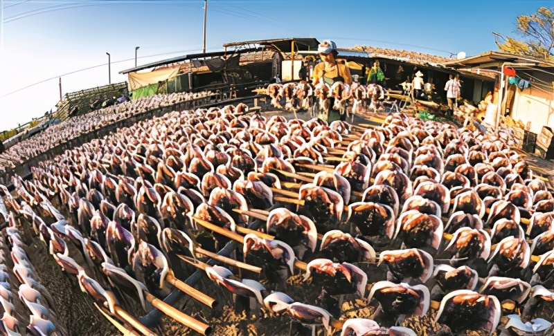 海南淡晒墨鱼干,晒的墨鱼干好吃吗