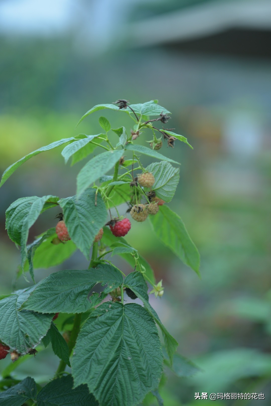 树莓在庭院怎么种植,树莓可在院子里种吗