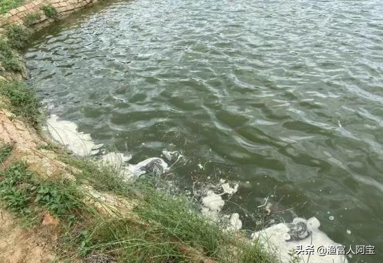 南美白对虾大小不一是什么问题,南美白对虾大小不均匀是怎么回事