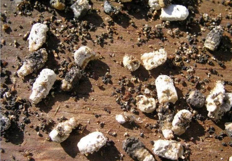 养蜂白垩病的治疗,蜜蜂白垩病用什么治