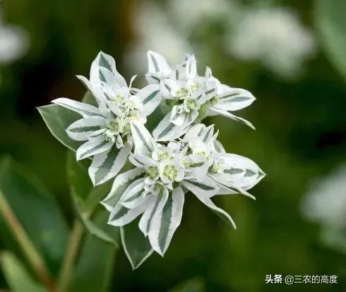 美丽有毒的植物认识11种毒花毒果,五大常见有毒植物你家里有吗