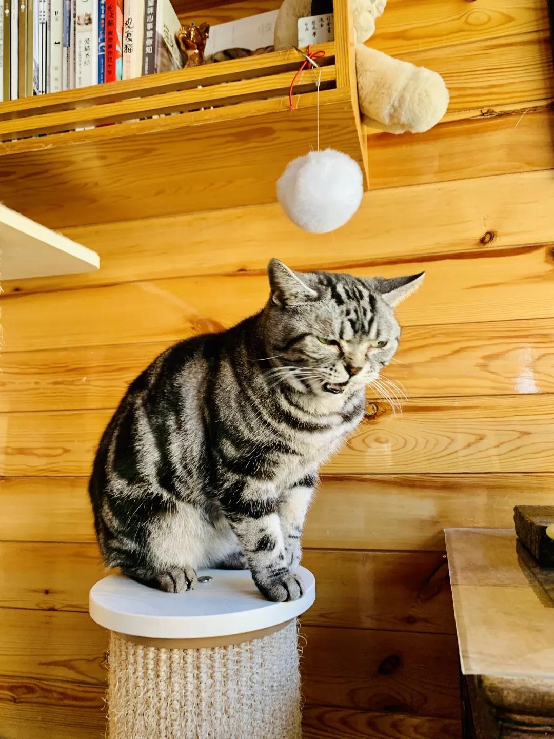 观复猫身份,观复猫近期咋样