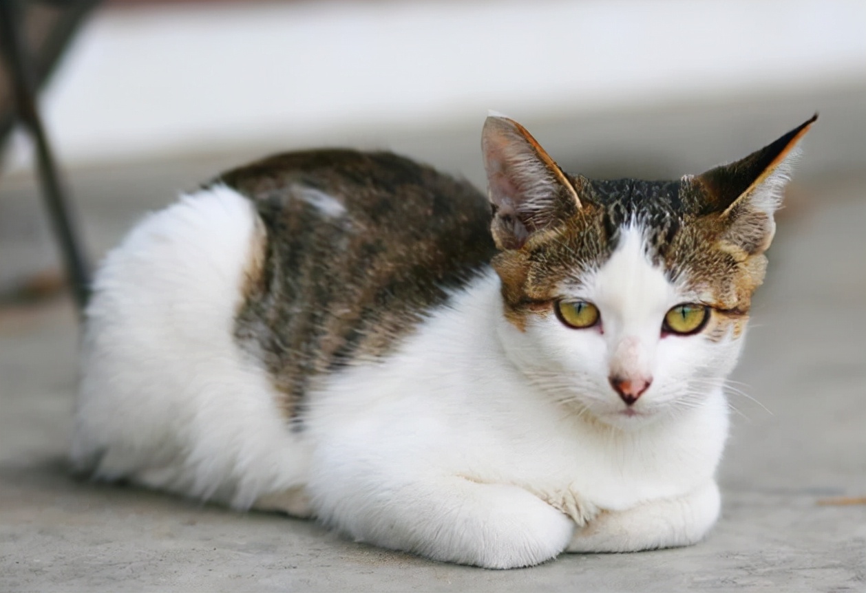 怎么样喂猫粮让猫咪粘人,如何让猫咪更粘人