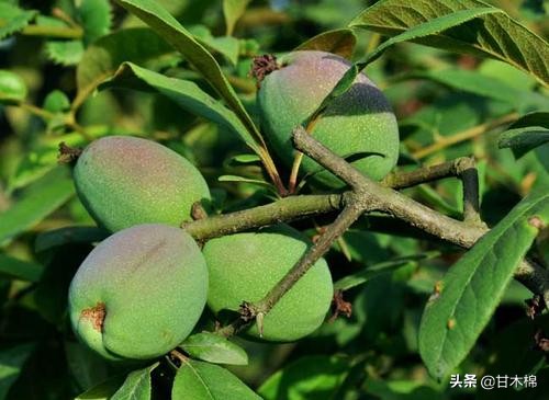 童年野果子,儿时的野果子总让人回味无穷