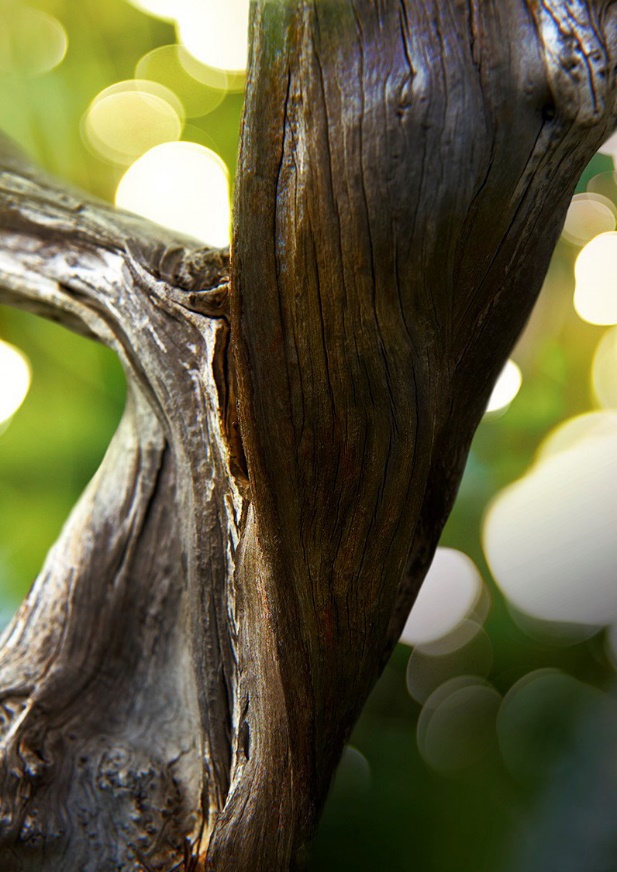 宝格丽城市森林男士香水60ml,男士香水宝格丽绅士