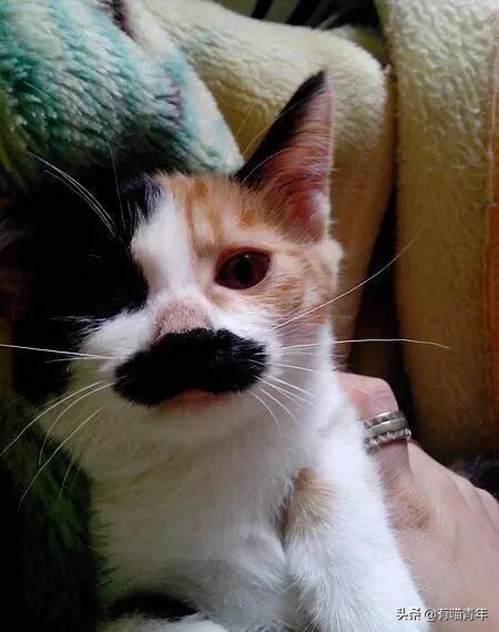 喷墨机为何突然对猫下此毒手?