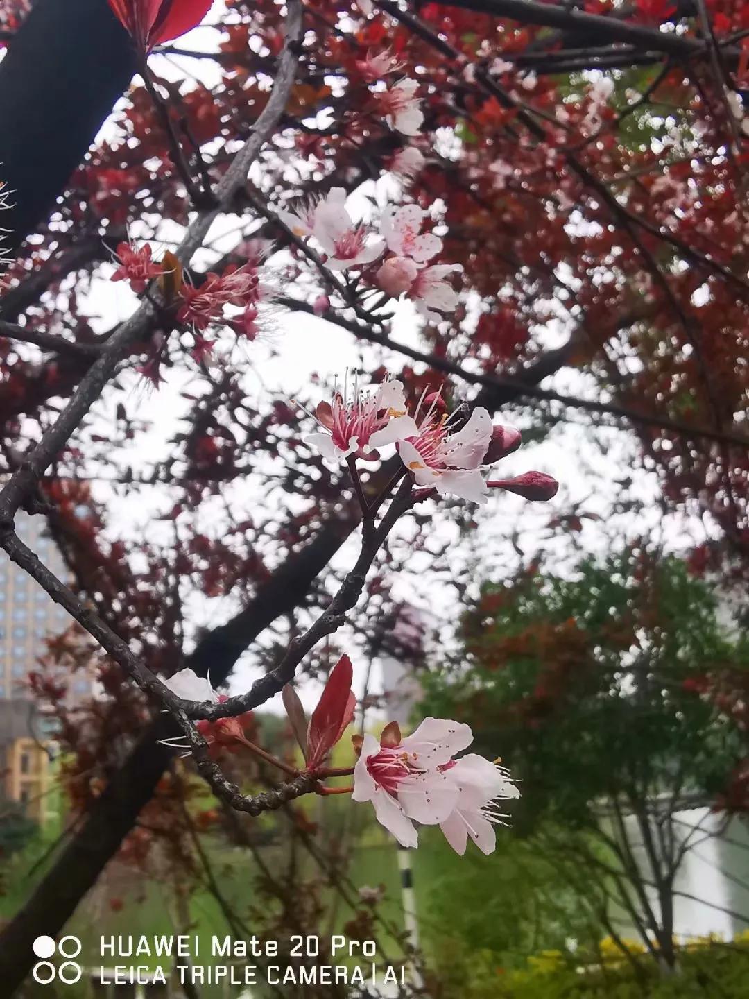 春桃电影1988完整版,春桃含苞