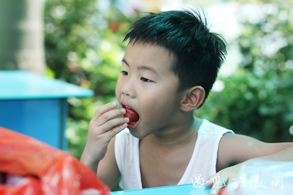 百万葵园有多坑,百万葵园免门票