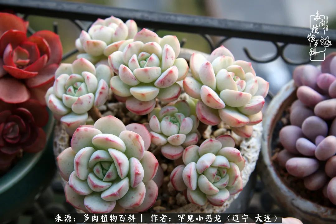 颗粒土除了种多肉还可以种什么,想养动物该怎么养