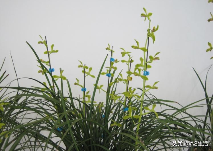 老上海兰花怎么挑选,每日一品中国兰花春兰