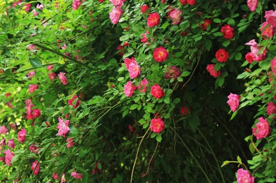 小长假都去哪里旅游好玩,济南金象山乐园