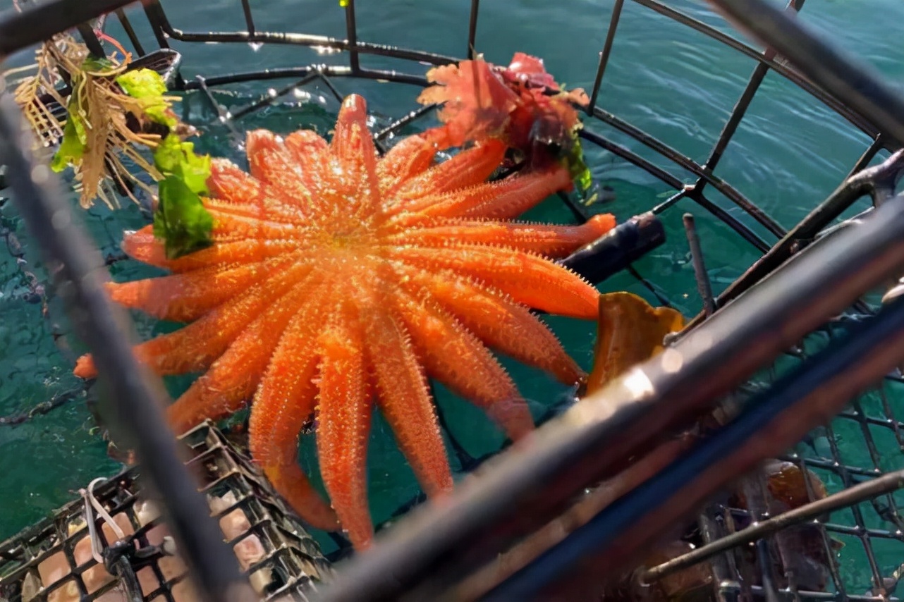 内陆孩子没吃过螃蟹,内陆的小孩没有见过大海怎么办