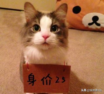 养猫咪怎么样才可以当铲屎官,新手养猫如何布置猫咪的房间