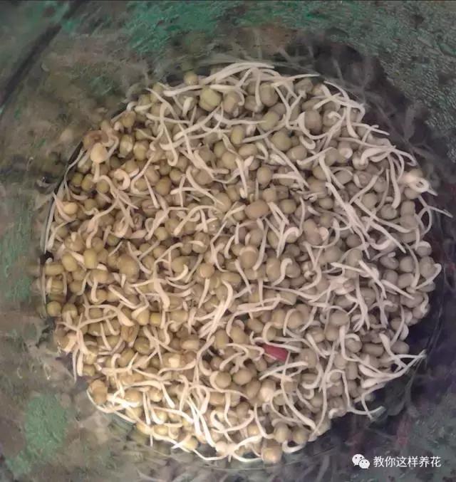 塑料瓶扔了就是扔钱！用来养花就是宝贝，看到了快捡！