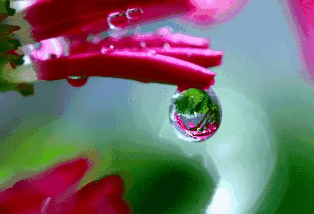 虫草山水画,四季花草山水画作品欣赏