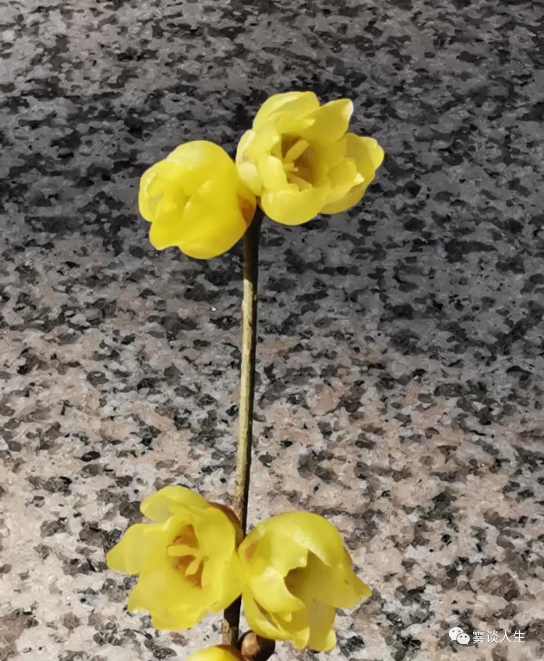 迟来的爱金润吉,迟来的深情