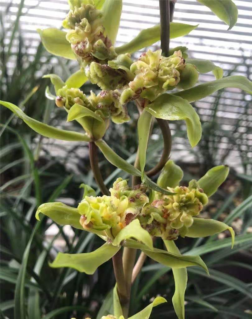 大花蕙兰哪些花中等大小,每年都开花的大花蕙兰品种有哪些