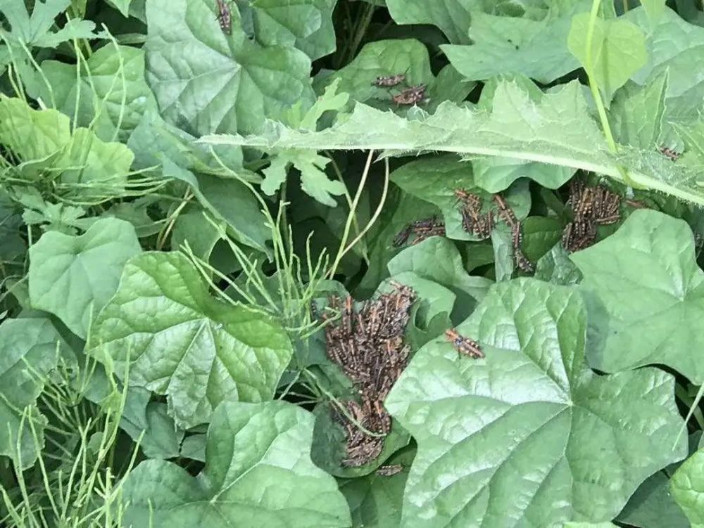 海关发现13只活体甲虫,海关检查发现活体甲虫