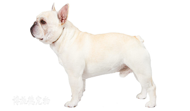 不爱叫的小型犬都有哪些,小型犬哪种比较聪明又不爱叫