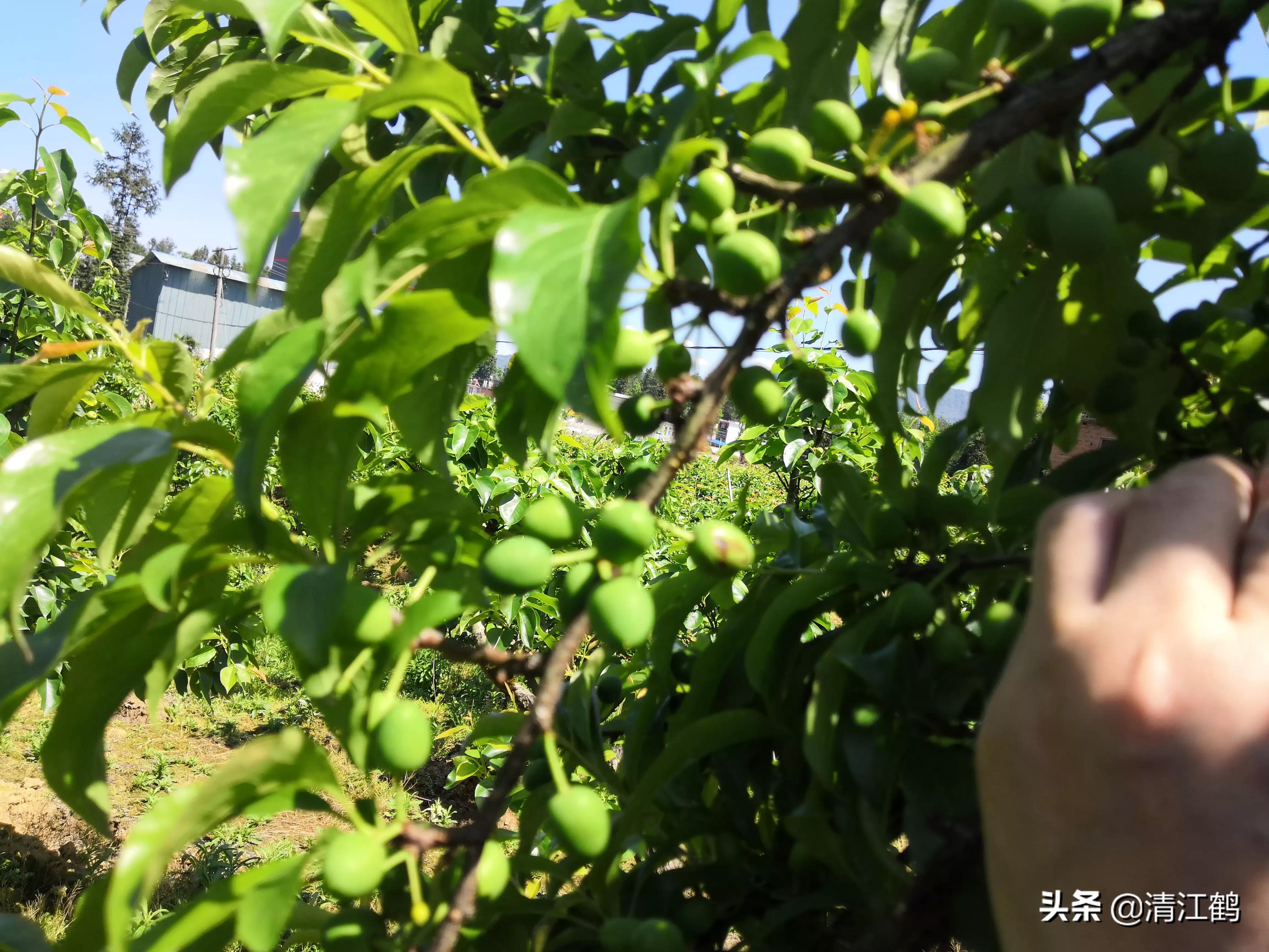 休闲农业盈利模式柱状图,休闲农业十大趋势图