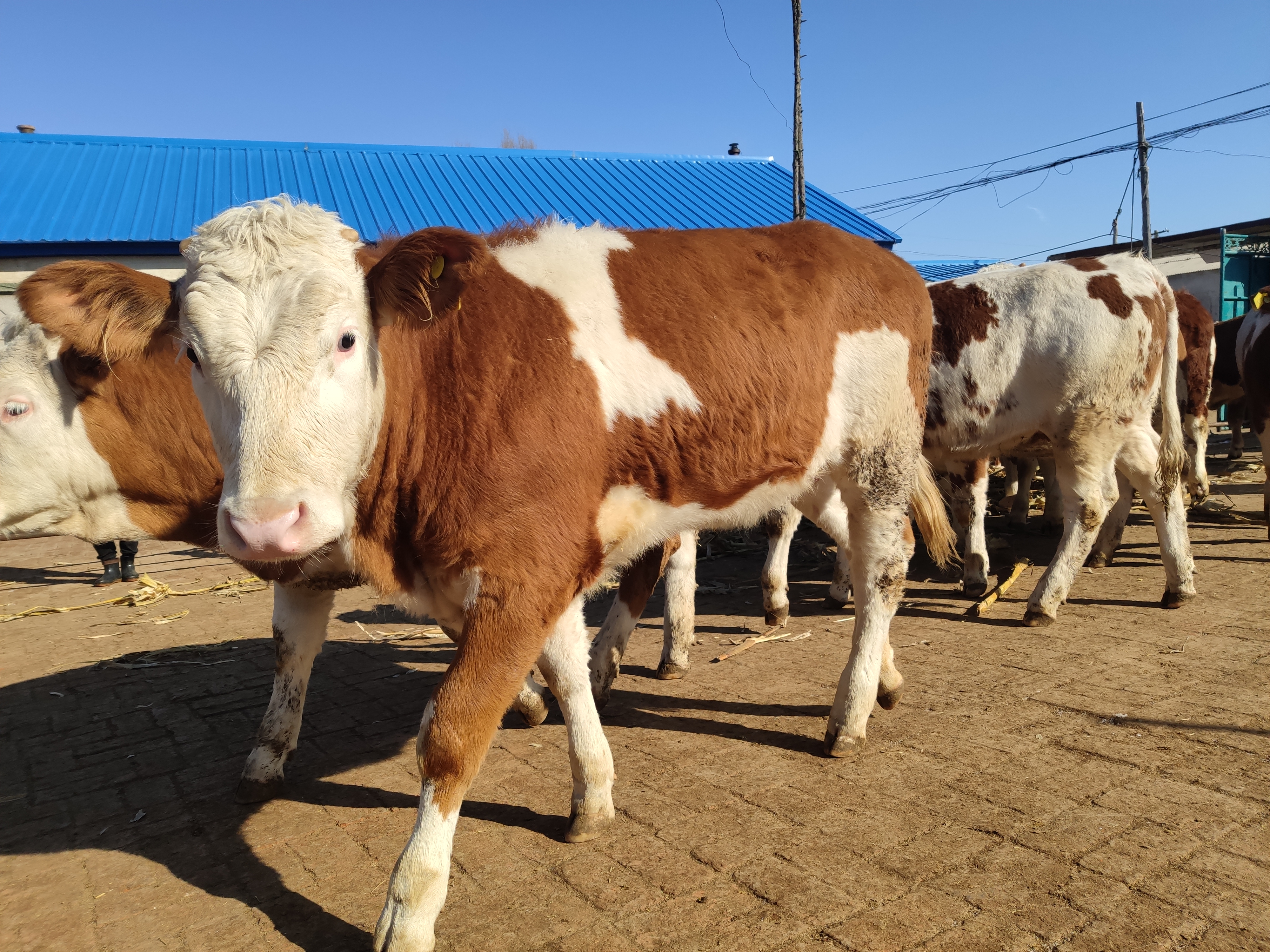 养母牛赚钱要靠什么,散养牛一般能赚多少钱呢视频