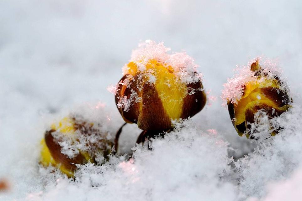 冰凌花带花苞盆栽,冰凌花盆栽种植方法