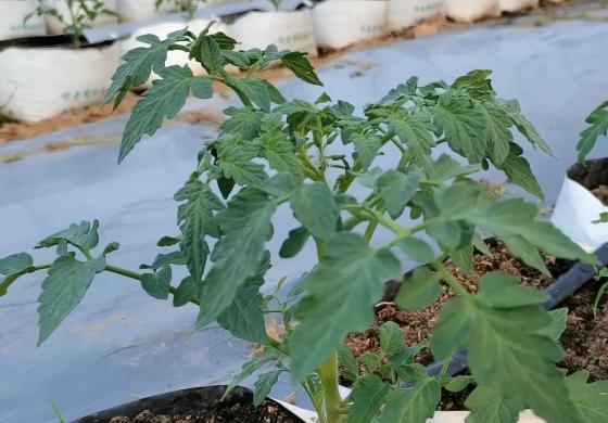 番茄种植问题及解决方法,番茄种植不良是什么原因