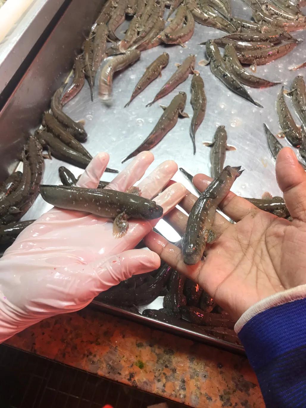 珠海斗门哪里海鲜便宜,吃货必去的海鲜城市