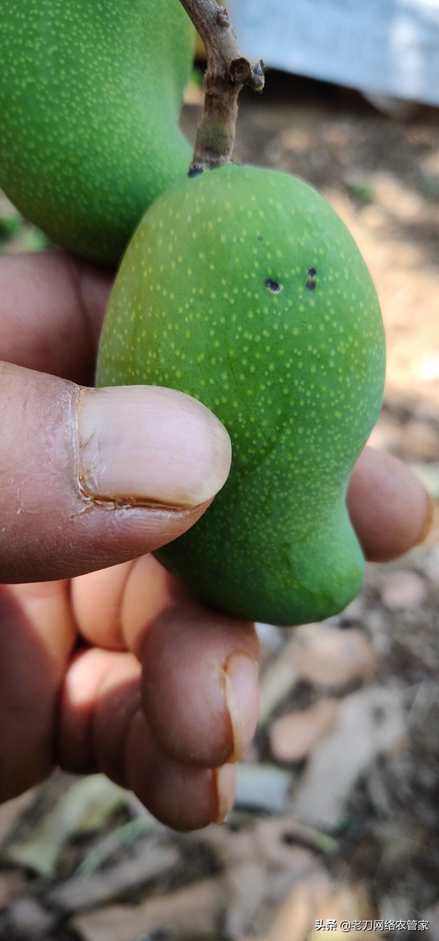 芒果炭疽病用什么杀菌剂效果好,连续阴雨天芒果炭疽病用什么药