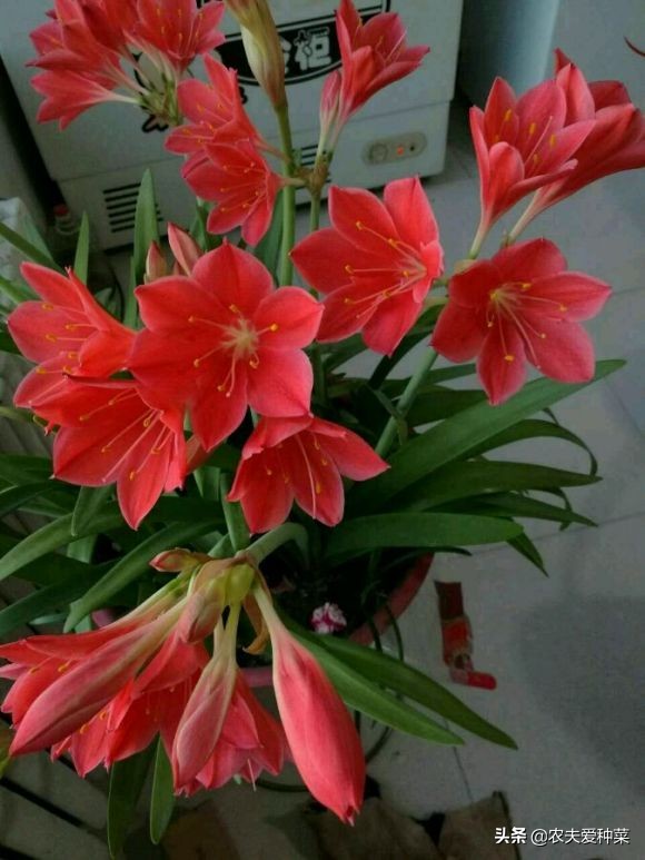 一月到三月花期的观赏花,此花一年四季开花寓意