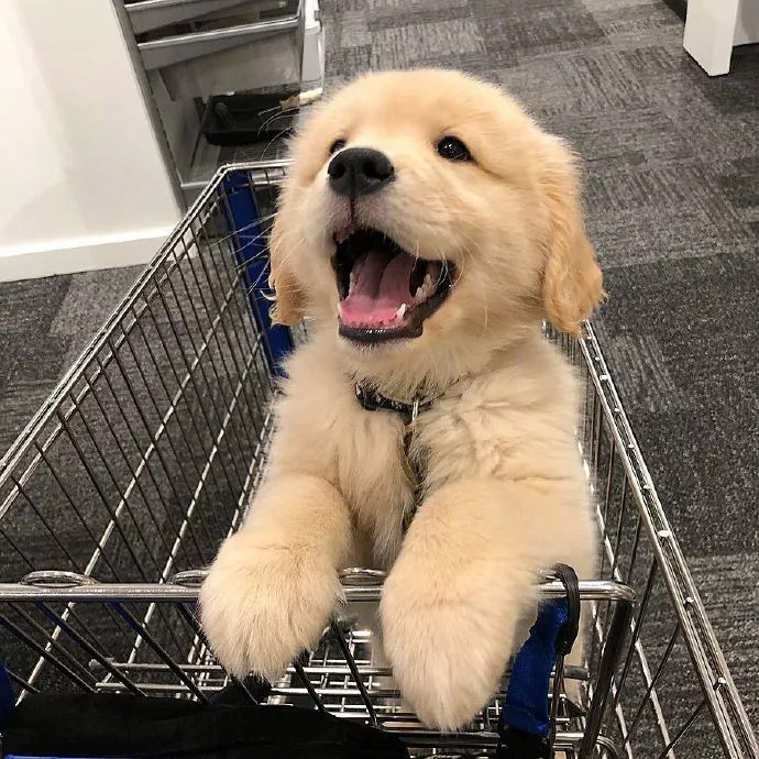 金毛正确喂养方法,金毛正确喂养